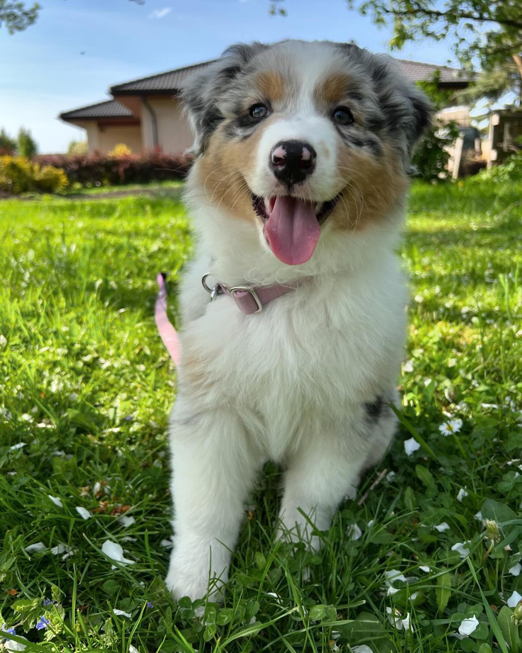 Annie - Australian Shepherd Puppy